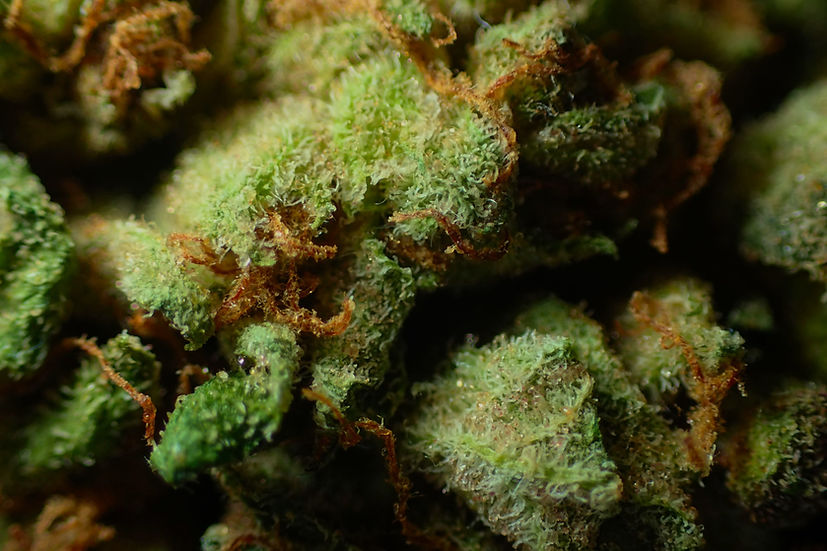 Weeds Online | Cape Ann Cannabis